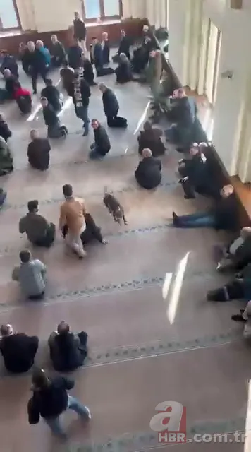 Camiye giren pitbull cemaatte panik yarattı! O anlar kamerada 4