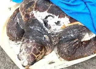 Islak havlularla müdahale! Pervanenin çarpmasıyla yaralanan deniz kaplumbağası böyle kurtarıldı