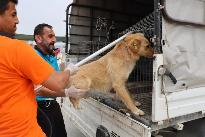 Ölümle sonuçlanabilen kuduzla ilgili veterinerden aşı uyarısı - 1