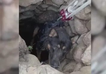 Datça'da kuyuya düşen köpek kurtarıldı