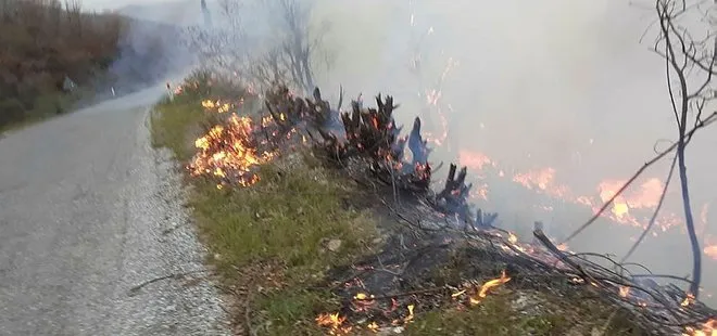 İzmir’de orman yangını! 500 kestane ve meşe ağacı yandı