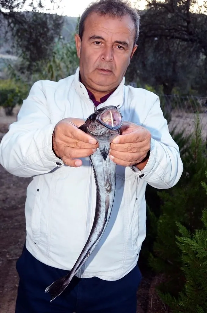 Bodrum’da vantuz balığı şaşkınlığı