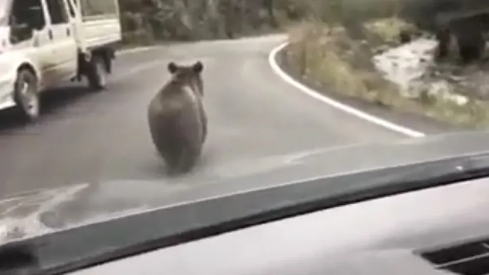 Ayının dikkatini çekmek için her yolu denedi
