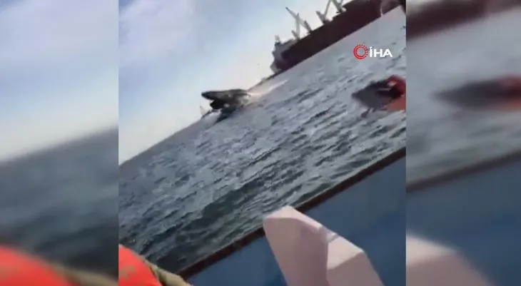 Turistler dehşeti yaşadı! Sudan sıçrayan balina tekneye çarptı