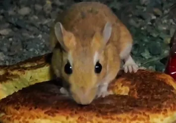 Nesli tükenmekte! Uzundere'de görüntülendi