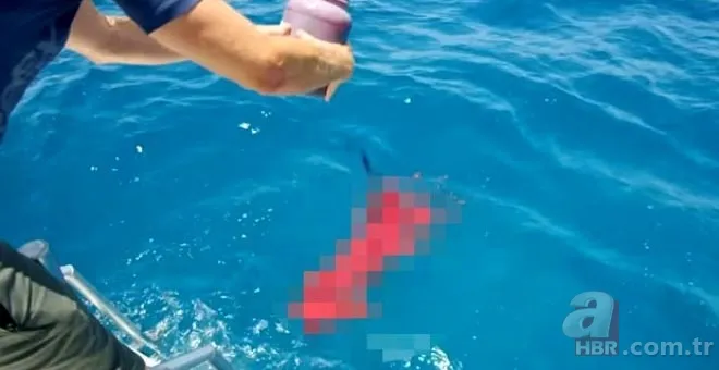 Sosyal medyayı sallayan köpek balığı deneyi yürekleri ağızlara getirdi! Okyanusa kan döküp bekledi ve... 13