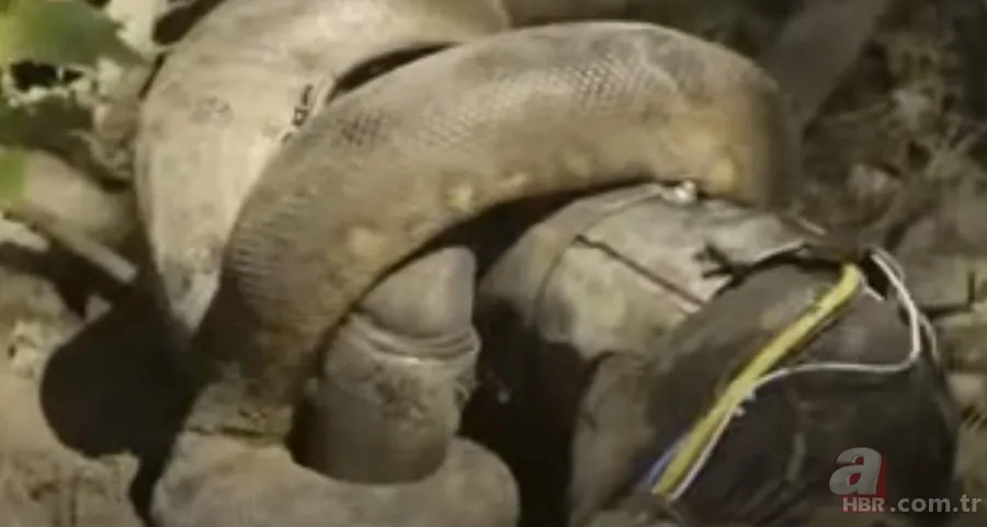 Kral kobra yılanı İngiliz adama saldırdı! Dünyanın en tehlikeli yılanı dinlenen adamı yakaladı 31