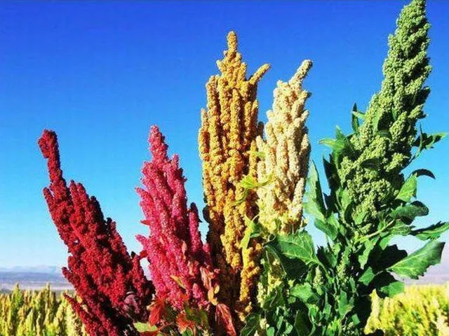 Birbirinden tuhaf bitkiler, sebze ve meyveler...