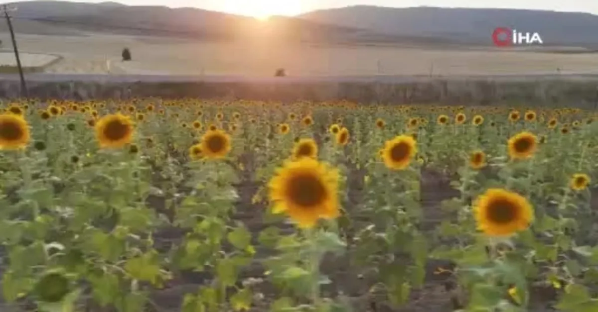 Sivas’ta hububat sezonu rekorla kapandı