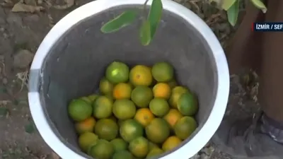 Ege’de erkenci mandalinanın hasadı başladı!