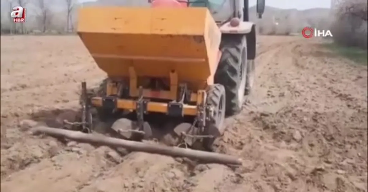 Çiftçinin göz bebeği patates