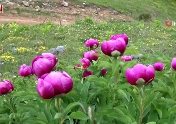 Yılda 10 gün açıyor: Bu çiçeği koparmanın cezası yarım milyon