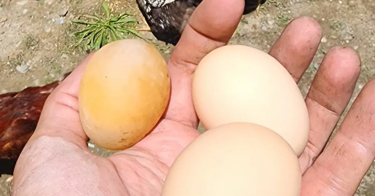 Bu yumurtayı gören gözlerine inanamadı