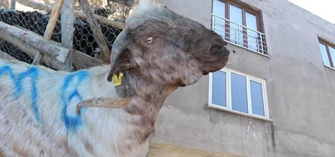 Bursa’da inanılmaz olay... Gökten kafasına keçi düştü