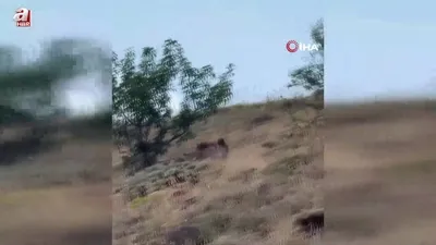 Çoban ayıyı bağırarak korkuttu