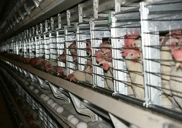 IKBY'nin yumurtası bile Türkiye’den