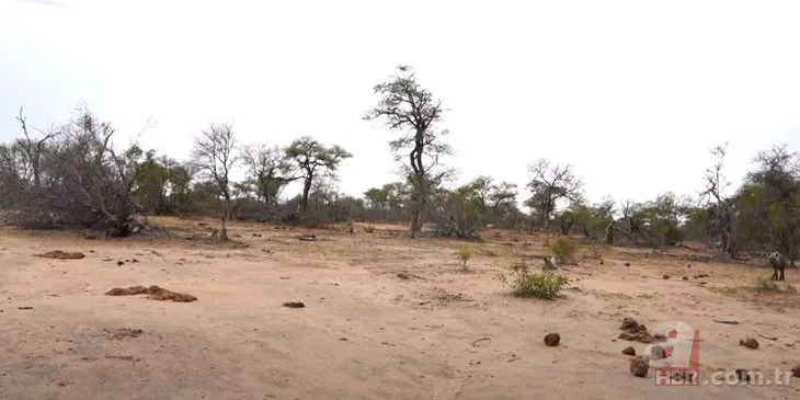 Afrika yaban köpekleri sırtlanı tek yakaladı! En acımasız hayvanlar karşı karşıya