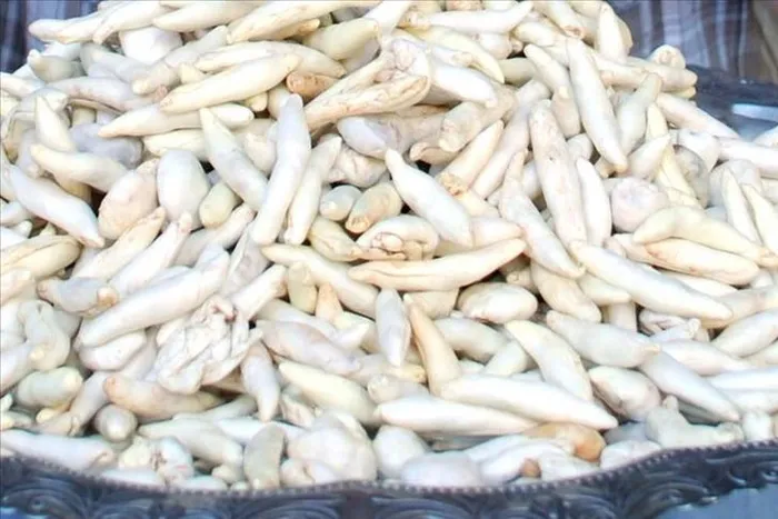 Kenger sakızı nedir, ne işe yarar? Kenger sakızının 5 faydası...