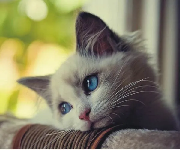 en iyi en guzel kedi fotograflari