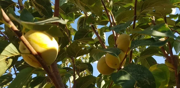 1667460333810.jpg Hakkari’de ilginç olay! Armut diye aldığı fidan bakın ne çıktı - 3