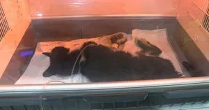Kadıköy’de katliam! 45 kedi ölü bulundu