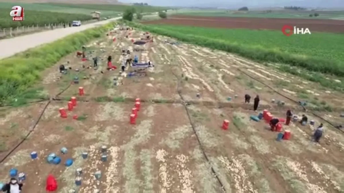 Soğan tarladan 8 TL'den alıcı buluyor