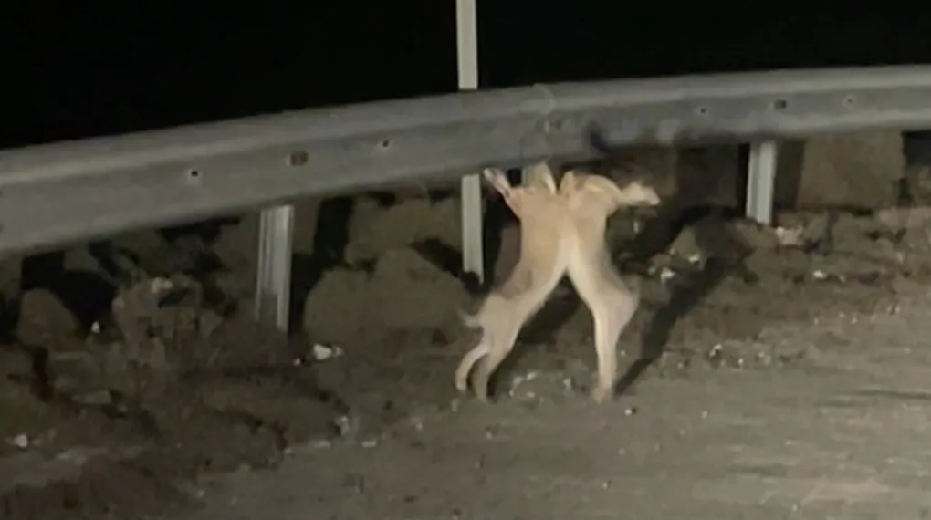 Anlaşamayan tavşanlar birbirine girdi