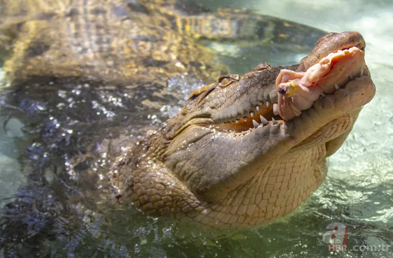 Sıcak ve nemden bunalan timsah... 4