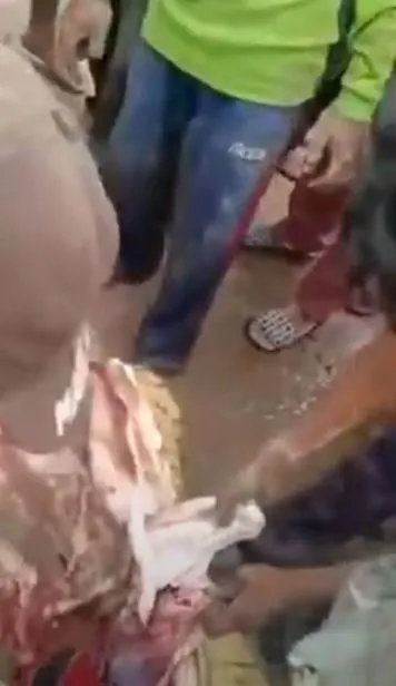 Timsahın karnından insan çıktı! Kan donduran anlar böyle görüntülendi...