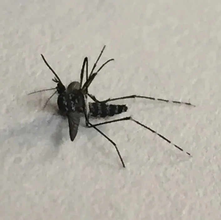Sapanca’da Asya Kaplan’ı cinsi sivrisinekler tatilcileri canından bezdirdi