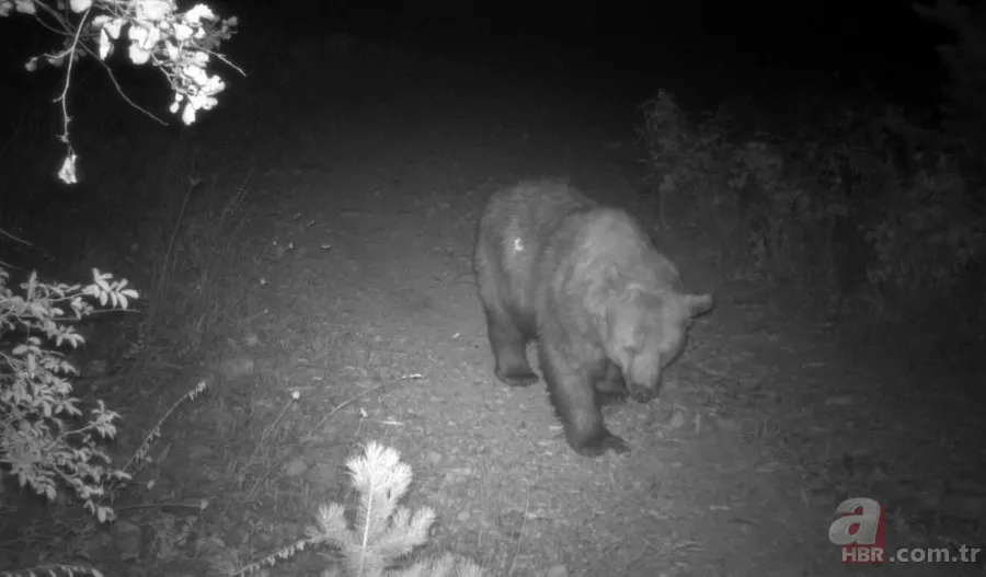 Dünyada ve Türkiye'de bir ilk! Aynı bölgede görüldüler 12