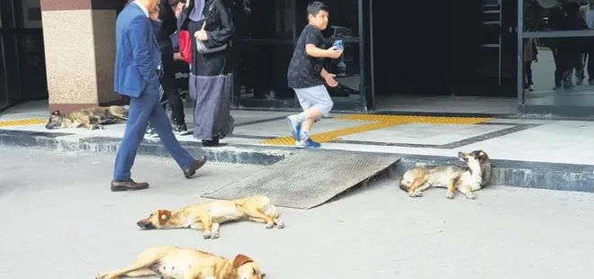 İzmit'te köpeklerden kaçarken duvardan düşmüştü! Arkadaşları konuştu: Korku içindeyiz önlem alın