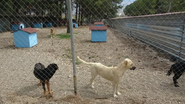 CHP’li belediye hayvanları kaderine terk etti! Bakanlık vahşete el koydu