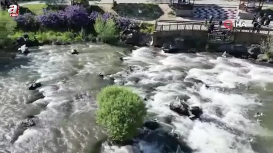 Uçan balıkların göçüne yoğun ilgi