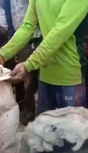 Timsahın karnından insan çıktı! Kan donduran anlar böyle görüntülendi...