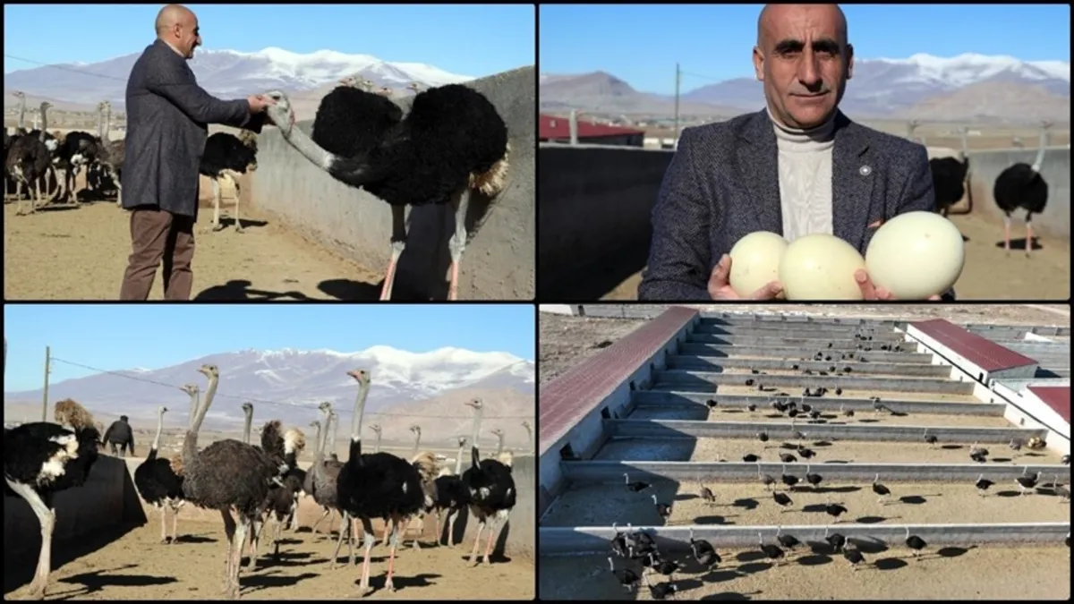 Ağrı dağı eteklerinde deve kuşu çiftliği!