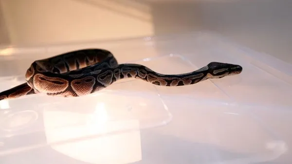 1669363577538.jpg Avustralya’da piton dehşeti! 5 yaşındaki çocuğu ısırarak havuza çekti - 4