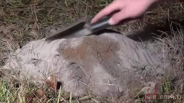 Kırmızı karıncalardan batmayan sal! Haftalarca yüzebiliyorlar 15