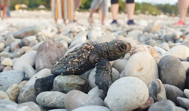 Çıralı'da bu sezon 3 bin 100 caretta caretta denizle buluştu - 1