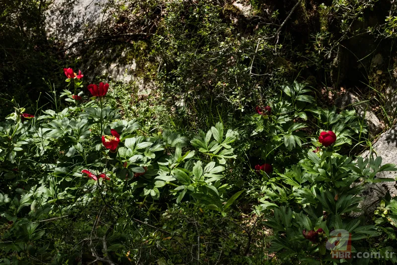 İstanbul'da çok nadir görülüyor! Bu çiçek koparanın elini yakıyor! İşte cezası... 7