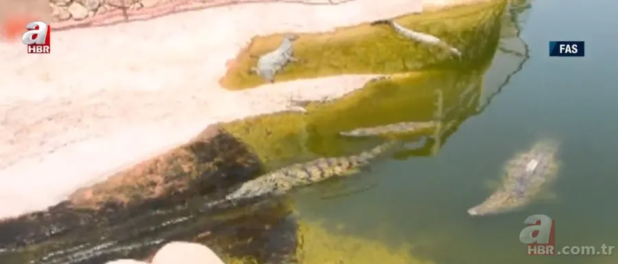 Futbolcular neye uğradıklarını şaşırdı! Futbol sahasını bastılar 19