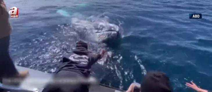 Dev balinalarla burun buruna geldiler! Bottaki turistler neye uğradığını şaşırdı