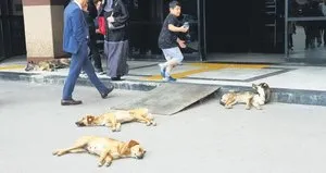 Köpek dehşeti öğrencileri korkutuyor: Önlem alın