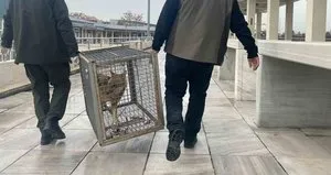 Aç kalan tilki Kocatepe Camii’ne sığındı