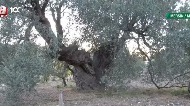 Bin 100 yaşındaki zeytin ağacı tescillenecek! Asırlara meydan okuyan ağaç