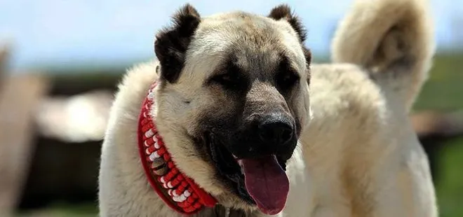 Kangal vahşeti! İnternet sitesi üzerinden köpek dövüşü organize ettiler