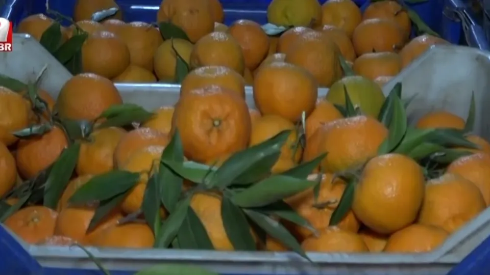 Yazın tarlada kışın serada üretim sürüyor