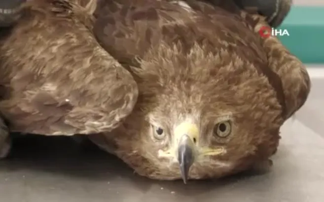 Yaralı kaya kartalı tedavi ediliyor