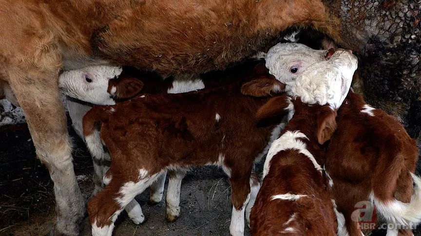 Buzağı destek ödemeleri ne zaman? 1. dönem Buzağı yardımı ne kadar, hangi tarihte yatacak? 4