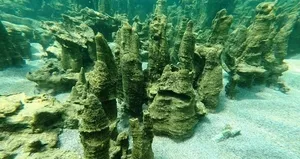 Van Gölü’nde yeni keşif! Dünyanın en büyüğü